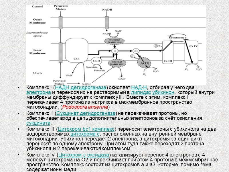 Комплекс I (НАДН дегидрогеназа) окисляет НАД∙Н, отбирая у него два электрона и перенося их